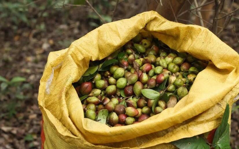 山茶油品牌全案策划