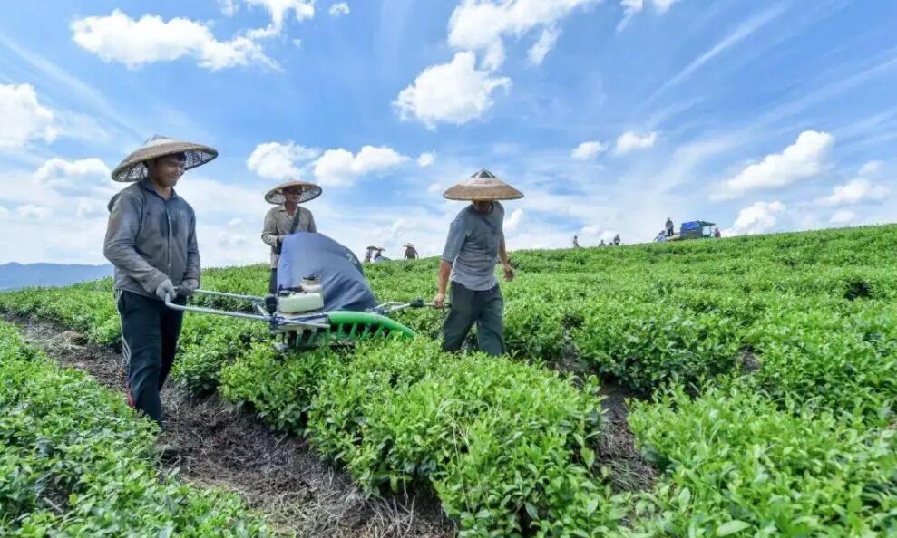 茶叶农产品品牌全案策划